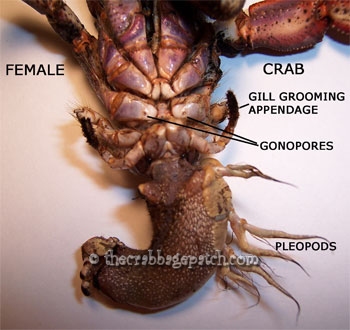Female Hermit Crab