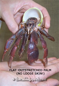 Place hermit crabs on a flat oustretched palm