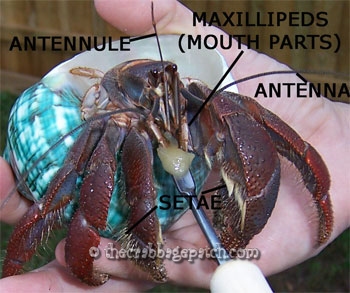 Anatomy Of A Crab - Anatomy Drawing Diagram