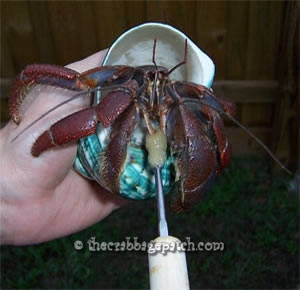 Hermit Crab Safe Handling