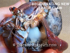 Limb bud on a hermit crab beginning to regenerate a new claw.